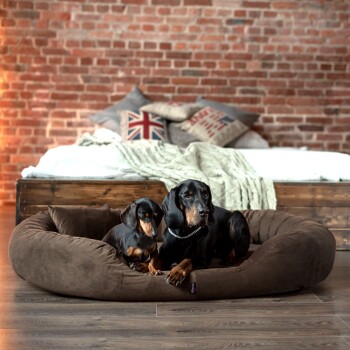 Zwei schwarz-braune Dackel liegen auf einem großen braunen Hundebett in einem Schlafzimmer mit Holzbett und Union-Jack-Kissen.