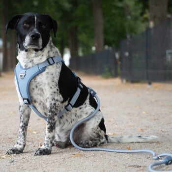 Schwarz-weißer Hund mit blauem Geschirr und Leine, sitzt auf einem Kiesweg mit Bäumen und Zaun im Hintergrund.