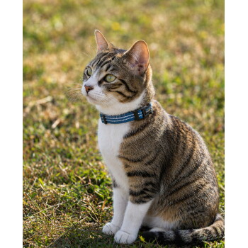 Getigerte Katze mit weißer Brust sitzt im Gras und trägt ein blaues Halsband mit kleinem schwarzem Anhänger.