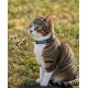 Getigerte Katze mit weißer Brust sitzt im Gras und trägt ein blaues Halsband mit kleinem schwarzem Anhänger.