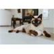 Chat siamois aux yeux bleus couché sur le sol, serrant une balle-jouet en corde blanche