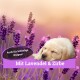 Ein weichgezeichnetes Bild von Lavendelblüten mit einem schlafenden Welpen. Text: "Mit Lavendel & Zirbe" und "Auch für hibbelige Welpen!"