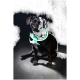 Un chien noir avec une poitrine blanche est assis contre un fond sombre, portant un collier vert lumineux.