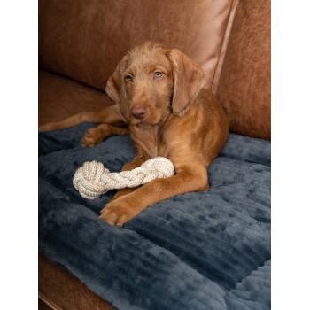 Ein brauner Hund ruht auf einem plüschigen blauen Hundebett und hält ein geknotetes Seilspielzeug zwischen seinen Pfoten.