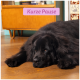 Grote zwarte Newfoundland-hond liggend op een houten vloer in de woonkamer; boven hangt een roze bord met 'Kurze Pause.'
