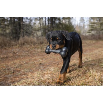 Schwarz- und lohfarbener Rottweiler-Welpe läuft auf einem Waldpfad und trägt ein schwarzes Knochen-Spielzeug im Maul.