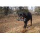Schwarz- und lohfarbener Rottweiler-Welpe läuft auf einem Waldpfad und trägt ein schwarzes Knochen-Spielzeug im Maul.