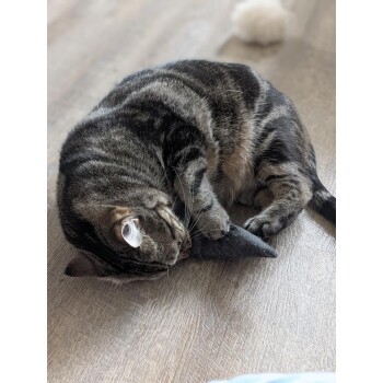 Getigerte Katze spielt mit einem schwarzen Stoffspielzeug auf einem Holzboden in einem Wohnraum.