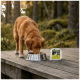 Brown dog eating from stainless bowl on wooden deck in a forest, packaged pet food labeled WILDERNESS beside the bowl.
