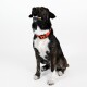 Biothane Halsband Orange neon orange XXL