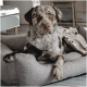 Ein gescheckter Hund liegt bequem in einem grauen Haustierbett und schaut direkt in die Kamera mit einem ruhigen Ausdruck.
