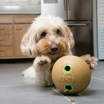 A fluffy, light-colored dog plays with a KONG toy on a tiled floor, with treats scattered around. The kitchen is visible in the background.