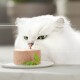 Un chat blanc duveteux avec des yeux verts frappants renifle curieusement un morceau rond de nourriture pour chat sur une assiette blanche, garni d'une branche de persil.