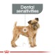 Illustration of a Brussels Griffon dog with the text "Dental sensitivities" above, highlighting dental health concerns.