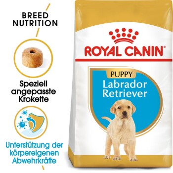 Labrador Retriever Puppy 3 kg