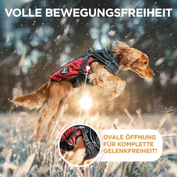 Ein Golden Retriever in einem roten und schwarzen Geschirr springt durch den Schnee, mit Text oben und einer Sprechblase unten.