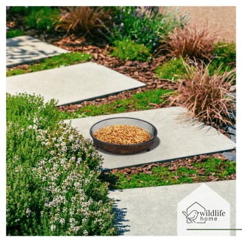 Eine schwarze Netzschüssel mit getrockneten Mehlwürmern auf einem Steinweg, umgeben von grünem Gras und Blumen, mit dem Logo "wildlife home" in der Ecke.