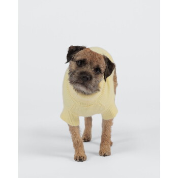 Brauner Hund in dunkelbraunem Sherpa-Fleece-Mantel mit Schnallenriemen, vor weißem Studiohintergrund.