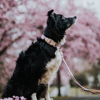 Schwarz-weißer Hund trägt ein pastellfarbenes Halsband und eine violette Leine und blickt zwischen unscharfen rosa Blüten nach oben.