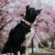 Schwarz-weißer Hund trägt ein pastellfarbenes Halsband und eine violette Leine und blickt zwischen unscharfen rosa Blüten nach oben.
