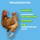 Ein braunes Huhn auf einem hellblauen Hintergrund mit Text: "FREILANDHALTUNG," "ARTGERECHT," "GETREIDEFREI," "OHNE KONSERVIERUNGS-STOFFE."