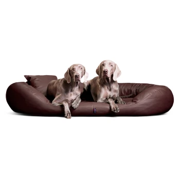Zwei Weimaraner Hunde liegen auf einem großen braunen Lederhundebett mit Kissen vor weißem Hintergrund.