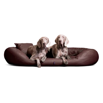 Zwei Weimaraner Hunde liegen auf einem großen braunen Lederhundebett mit Kissen vor weißem Hintergrund.