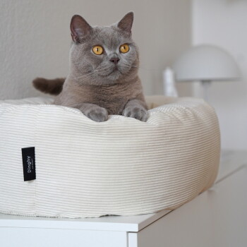 Graue Katze mit bernsteinfarbenen Augen ruht in einem runden cremefarbenen Cord-Haustierbett auf einem weißen Tisch; schwarzes Etikett mit der Aufschrift „Dinghy“, Lampe im Hintergrund.
