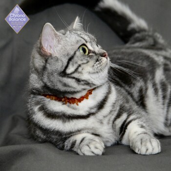 Eine silberne getigerte Katze mit auffälligen grünen Augen und einer roten Bernsteinkette, die auf einer grauen Oberfläche liegt und zur Seite schaut.