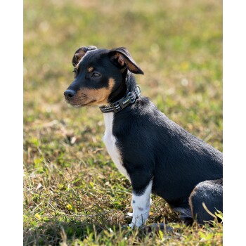 Ein schwarz-brauner Hund sitzt auf Gras, trägt ein Nietenhalsband und schaut aufmerksam zur Seite in einer sonnigen Umgebung.