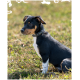 Ein schwarz-brauner Hund sitzt auf Gras, trägt ein Nietenhalsband und schaut aufmerksam zur Seite in einer sonnigen Umgebung.