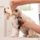 Kleine witte hond die binnen door een persoon wordt getrimd met elektrische tondeuse.