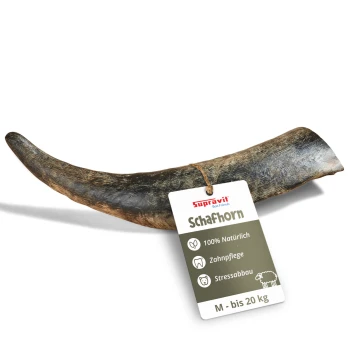 Ein einzelnes gebogenes Tierhorn mit einer strukturierten Oberfläche, vor einem weißen Hintergrund präsentiert.