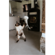 Chat siamois debout sur les pattes arrière, atteignant un jouet suspendu en forme de méduse blanche dans un salon
