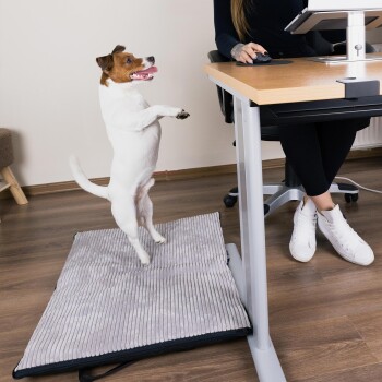 Ein glücklicher Hund steht auf einer grauen Haustiermatte neben einem Schreibtisch, während eine Person in der Nähe einen Computer benutzt.