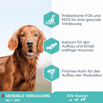 Hundefutter-Anzeige mit einem Golden Retriever, die Präbiotika, Calcium und frisches Hähnchen hervorhebt. Text: "Sensible Verdauung ab 1 Jahr" und "Alle Rassen."