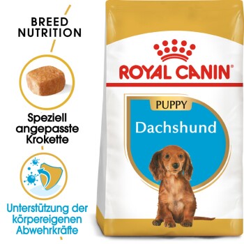 Dachshund Puppy 1,5 kg