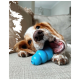 Braun-weißer Hund auf beige Couch kaut ein blaues, Kong-ähnliches Spielzeug, Nahaufnahme.