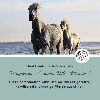 Drei galoppierende weiße Pferde, die durch Wasser spritzen, mit Text, der die Vorteile von Magnesium, Vitamin B12 und Vitamin E für nervöse Pferde hervorhebt.