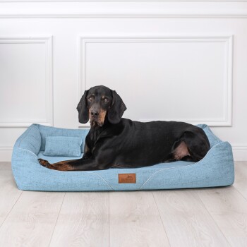 Ein schwarz-brauner Hund liegt bequem auf einem hellblauen Haustierbett mit einem kleinen Kissen, vor einer weißen Wand.