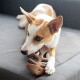 A playful dog with a brown and white coat lies on a gray couch, chewing on a brown rubber toy shaped like a moose.