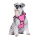 Ein grauer Schnauzer trägt ein leuchtend pinkes Geschirr und sitzt aufrecht vor einem weißen Hintergrund, wobei sein flauschiges Fell und sein aufmerksamer Ausdruck zur Geltung kommen.