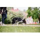 Eine Person, die einen schwarz-weißen Hund an der Leine in einem grasbewachsenen Bereich führt, umgeben von Bäumen und einem verschwommenen Hintergrund von Gebäuden.
