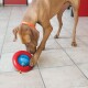 A brown dog with an orange collar is playing with a red and blue interactive toy on a tiled floor, trying to retrieve treats.