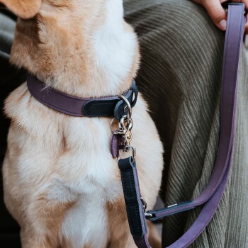 Nahaufnahme von Hals und Brust eines beige-farbenen Hundes, der ein lila Lederhalsband mit Metallverschluss und passende lila Leine trägt.