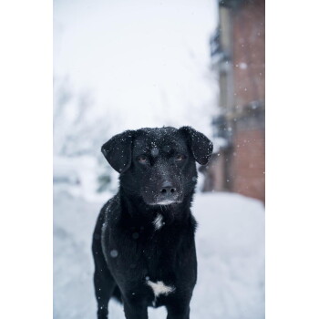 Schwarzer Mischlingshund mit weißem Brustfleck steht im fallenden Schnee, Schneeflocken auf dem Fell, unscharfer verschneiter Hintergrund.