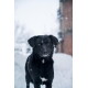 Schwarzer Mischlingshund mit weißem Brustfleck steht im fallenden Schnee, Schneeflocken auf dem Fell, unscharfer verschneiter Hintergrund.