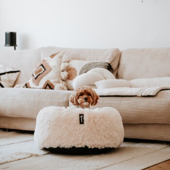 Ein kleiner, flauschiger Hund schaut aus einem gemütlichen, runden Hundebett auf einem hellen Teppich, mit einem Sofa und dekorativen Kissen im Hintergrund.
