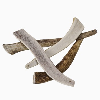 TROPHY-Kaugeweih Kaustick M