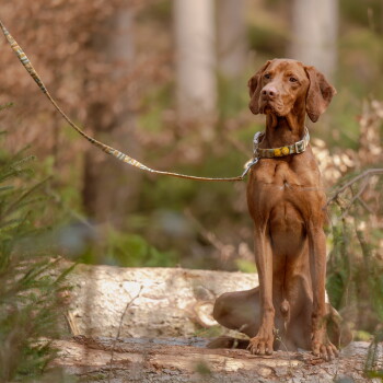 Brauner, vizslaähnlicher Hund sitzt auf einem Baumstamm im Wald und trägt eine gemusterte Leine sowie ein Halsband mit gelbem Anhänger.